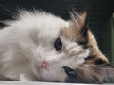 绝魅绝魅狗狗猫沐浴露抑菌留香泰迪比熊萨摩耶金毛香波 焗油丝滑 山茶花香 实拍图