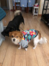 小爪星球（HICLAW）狗狗衣服法斗巴哥犬斗牛犬雪纳瑞八哥幼犬秋冬冬天衣服冬款棉服 【冬款加厚】大花棉衣 M（胸围52cm，建议9-12斤内） 实拍图