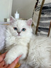 INSTINCT百利猫粮经典无谷防软便进口高蛋白生鲜配方全期主粮 无谷鸡肉幼猫粮4.5磅 实拍图
