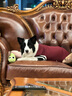 智宙狗狗衣服中型犬秋冬款保暖柴犬泰迪比熊法斗柯基学院风卫毛衣秋季 酒红学院风毛衣 XL适合14斤内 实拍图