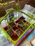 娃娃博士儿童玩具种植科学实验套装阳光房植物盆栽太阳能灯光幼儿园steam教具 送男女孩六一儿童节生日礼物 实拍图