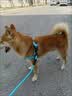 阿莫尔狗狗牵引绳小型犬遛狗绳猫绳子牵狗背带式牵引绳泰迪小狗宠物用品 蓝色绳【带胸背】 S (建议5-12斤内) 实拍图