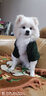 SLPC狗狗衣服小型犬泰迪衣服两脚卫衣猫咪服装比熊博美法斗宠物衣服 墨绿色 XXL（12-18斤左右） 实拍图