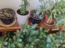 丘林瑟顶楼阳台装饰多层阶梯花架多肉户外实木花盆架阳台靠墙防腐木架子 实拍图