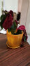 一品红盆栽植物花大真花圣诞红大红z3 3年 含盆  花瓣盆 晒单实拍图