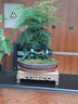 瀚林怡景（HANLINYIJING）文竹盆栽山水盆景植物室内客厅桌面办公室绿植花卉云竹四季常青 文竹-大盆-树脂假山-木座 实拍图