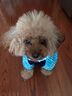 宠物圈（PETCIRCLE）秋季冬季狗狗衣服泰迪衣服宠物服饰狗衣服宠物泰迪狗狗衣服小型犬 爱心款蓝色 M适合背长33CM胸围45CM重8-10斤 实拍图