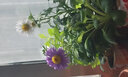 播种心情 家庭种植蔬菜种子孑籽大全四季播种阳台盆栽农家庭院小菜园有机 木耳菜种子2包 实拍图