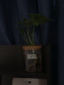 温馨满屋（V.S.M.V）办公室水培养生植物绿植室内盆栽好养活富贵竹九里香小盆栽 小天使+九里香+创意新款盆 实拍图