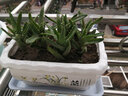 裕轩堂 有孔陶瓷花盆多肉植物白色创意简约风格长方形桌面地面绿植盆 长方形-蘭（带塑料托盘） 中号 实拍图