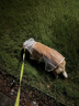 Lanswood 狗狗雨衣中大型犬宠物雨衣泰迪柴犬小型犬柯基金毛雨披防水透明 白边透明雨衣 4XL(建议35-45斤背长50cm） 实拍图
