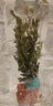 云峰海瑞水草活体懒人草鱼缸造景活体水草套餐鱼缸水草有茎类中后景真水草 【好养易活】红丝青叶净水石1份 实拍图