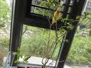 逸乐宠透明塑料金鱼缸仿玻璃亚克力斗鱼缸一体成型防摔桌面水族箱乌龟缸 大号-带盖（超透裸缸） 实拍图