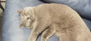 畅享猫粮幼猫成猫天然英短蓝猫加菲全价全猫龄通用 畅享幼种猫粮10KG 实拍图