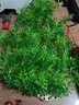 异景园鱼缸水族箱装饰仿真水草水族造景套餐假水草装饰塑料高款大水草绿 CH03-W吴淞草 实拍图