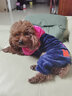 宠物圈（PETCIRCLE）秋季冬季狗狗衣服泰迪衣服宠物服饰狗衣服宠物泰迪狗狗衣服小型犬 爱心款粉色 L适合背长38CM胸围52CM重斤11-14 实拍图
