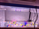 鹦鹦怪鱼缸客厅塑料中小型金鱼缸亚克力生态缸斗鱼缸家用新款智能溪流缸 45蓝色专业套餐（彩灯+过滤增氧二合一） 晒单实拍图
