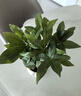 泰西丝 发财树盆栽桌面绿植摆件易活 3杆发财树+白坚持陶瓷盆 源头直发 实拍图