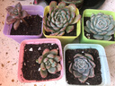疏影暗香 多肉植物套装多款入门肉肉盆栽多肉组合区办公室室内萌肉植物 5颗多肉 方盆 营养土 实拍图