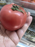 金百粟【顺丰】陕西泾阳普罗旺斯西红柿生吃沙瓤西红柿番茄蔬菜时令生鲜 普罗旺斯西红柿净重 3斤 顺丰快递 实拍图