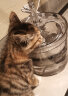 NPET猫咪自动饮水机流动水碗插电宠物饮水器自动循环猫水盆神器喂水 050插电缺水断电便携款/含充电宝 实拍图