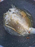 尚致鲈鱼鲜活冷冻青岛海鲈鱼花鲈鱼七星鲈鱼深海鱼新鲜海鱼年夜饭 【2条】海鲈鱼1斤/条 实拍图