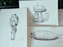 三菱（uni）0.1mm水性绘图针管笔 PIN-200美术设计描边笔勾线笔 黑杆红芯 单支装 实拍图