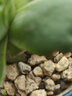 德沃多麦饭石颗粒多肉种植育苗基质园艺铺面石拌土养花营养颗粒营养土 实拍图