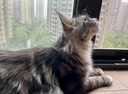 【纯种】缅因猫库恩猫银虎小猫活体宠物猫咪幼猫崽大体猫 宠物级 精品【银虎缅因猫】幼猫 实拍图