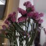 御春阁带芽孢百合花盆栽 香水百合花种球重瓣百合四季种植室内花卉盆栽 红色百合种球4个+肥料 一代球 实拍图