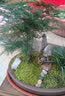 瀚林怡景（HANLINYIJING）文竹盆栽山水盆景植物室内客厅桌面办公室绿植花卉云竹四季常青 文竹-紫砂盆-牧童-木座 实拍图