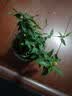 法国香水茉莉花苗冬季带花苞长青绿植花卉盆栽 黄茉莉爬藤植物耐寒花卉 法国香水小苗+兰色花瓣盆 含盆 实拍图