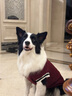 智宙狗狗衣服中型犬秋冬款保暖柴犬泰迪比熊法斗柯基学院风卫毛衣秋季 酒红学院风毛衣 XL适合14斤内 实拍图