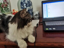 aumuca猫梳子宠物猫毛狗毛梳子祛浮毛神器猫咪梳子长毛猫刷宠物用品 经典白 实拍图