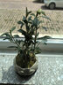 幼薇茉莉花盆栽花苗四季常青植物室内花卉开花不断绿植盆栽 小叶栀子花+莲花盆+圆形底盘 带盆栽好 实拍图