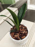 精品君子兰盆栽小苗室内花卉植物好养君子兰花苗绿萝绿植花卉办公室盆栽植物带土发货芗苒 金冠君子兰6-8片叶带土发货 带育苗盆发货 实拍图