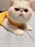 喵想宠口青宠物清洁口腔膏猫咪益生菌口臭口炎猫咪营养补充剂 实拍图