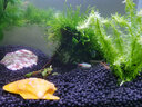 云峰海瑞 鱼缸水草前景莫丝莫斯水草水族箱造景套餐水草活体草缸造景装饰 小号沉木莫斯水草 实拍图