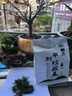 平利绞股蓝【正宗】平利绞股蓝龙须茶无糖养生茶饮绞股蓝茶叶 甄选五叶甘味平利绞股蓝龙须 250g*1袋 实拍图
