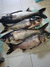 BAISHA FISH BS鲢鳙饵料 鱼饵窝料浮钓鲢鳙大胖头鱼食野钓抛竿水怪桶装钓鱼饵料 酸臭方块饵800g 实拍图