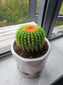 昊兰诺金冠仙人球【多头金丝猴】仙人掌 多肉植物 办公室  小盆栽 金冠仙人球+白色陶瓷花盆 含盆 实拍图