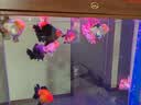 森森鱼缸水泵低水位抽水泵底吸泵水族箱循环泵底吸泵 JGP-3500L 80W 贈1米水管 实拍图
