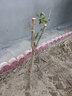 突尼斯软籽石榴树苗露天庭院阳台盆栽地栽石榴苗果树苗木 6年苗多多 111cm(含)-140cm(含) 实拍图
