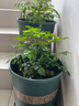 绿植花盆新款加厚加仑盆 植物花盆 欧式阳台花盆盆栽圆形绿萝 7号加仑厚款带托盘 特大 实拍图