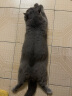 ROYAL CANIN 皇家猫粮英短美短布偶波斯猫粮短毛成猫全价猫粮 BS34英国短毛猫成猫猫粮2kg 晒单实拍图