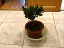山头林村大型榕树S造型盆景盆栽室内风吹气根客厅植物人参老桩 大款人参榕(40-45cm高) 实拍图