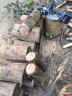 日本进口电锯家用充电式伐木锯手持锂电锯砍树修枝电动锯木链锯 8寸20节8.0AH双电池（自动喷油） 晒单实拍图