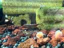 云峰海瑞 鱼缸水草前景莫丝莫斯水草水族箱造景套餐水草活体草缸造景装饰 大三角8*8网片定植 实拍图