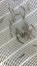 黑鱼苗淡水养殖食用生鱼苗特大好养耐活凶猛冷水观赏鱼乌鳢小财鱼苗乌鱼苗批发 优质黑鱼苗 20条6-8cm黑鱼苗加10%防损 实拍图