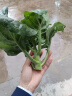 寿禾 鸡腿芥兰种子苗芥蓝四季蔬菜籽 潍育肥翠七号(鸡腿芥兰)种子30g 实拍图